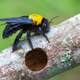 Image for article titled How to Get Carpenter Bees Out of Your Yard Without Killing Them